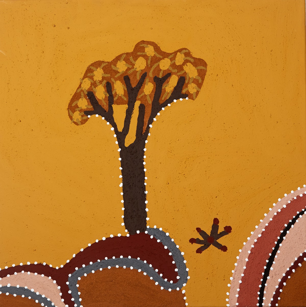 Boonbany (Cabbage Gum)