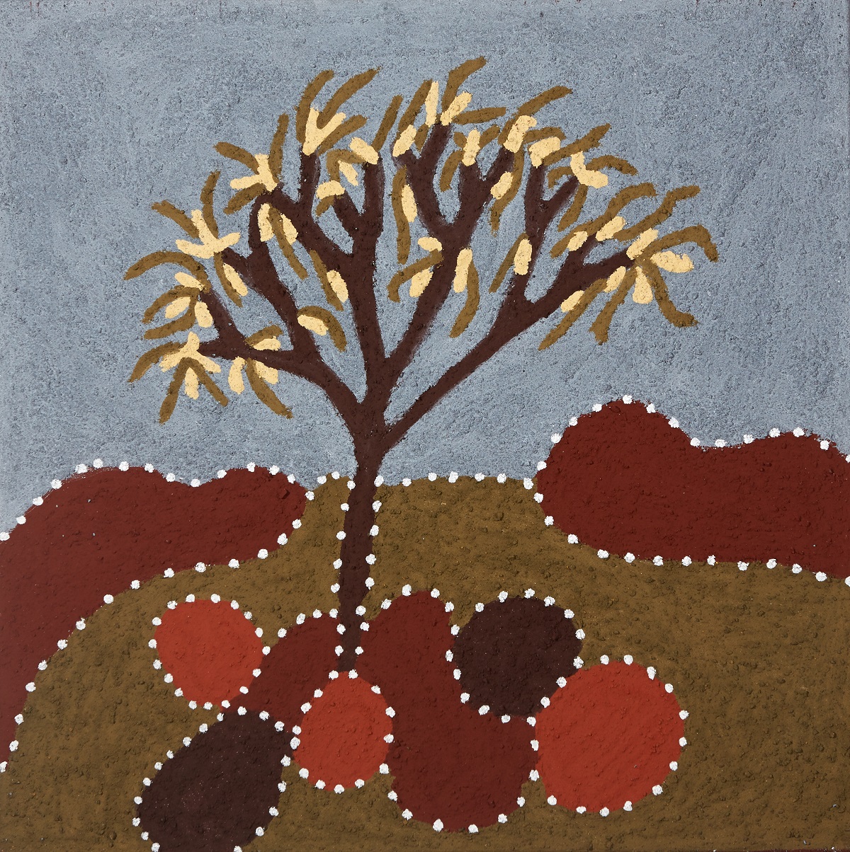 Jawoolyiny (Corkwood)