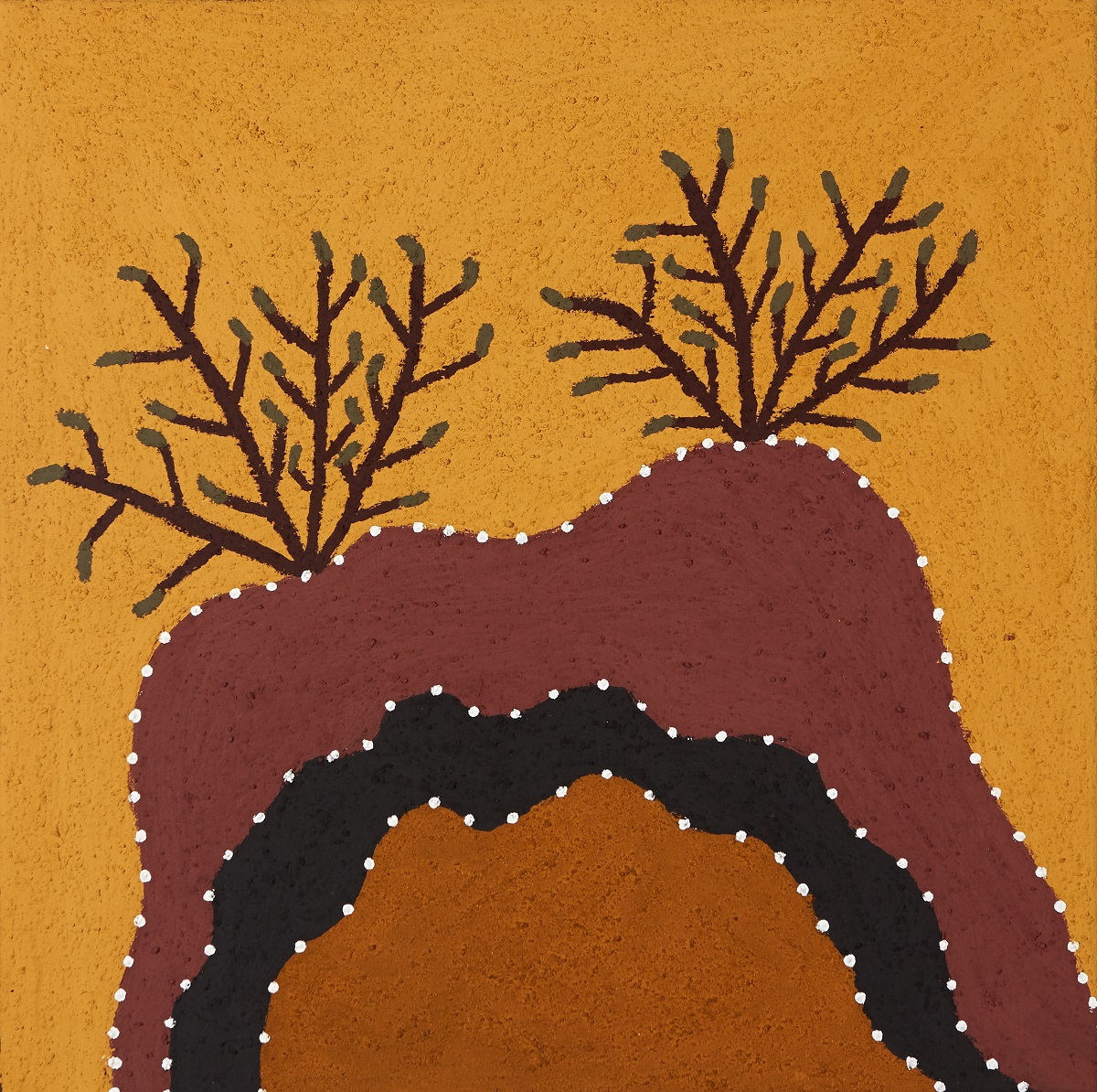 Jiwiny/Genemboowoorroony (small Acacia species with hard wood)