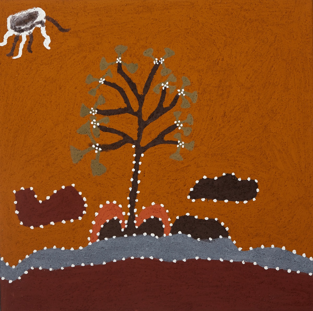 Goonggalany (Fire Stick Tree)