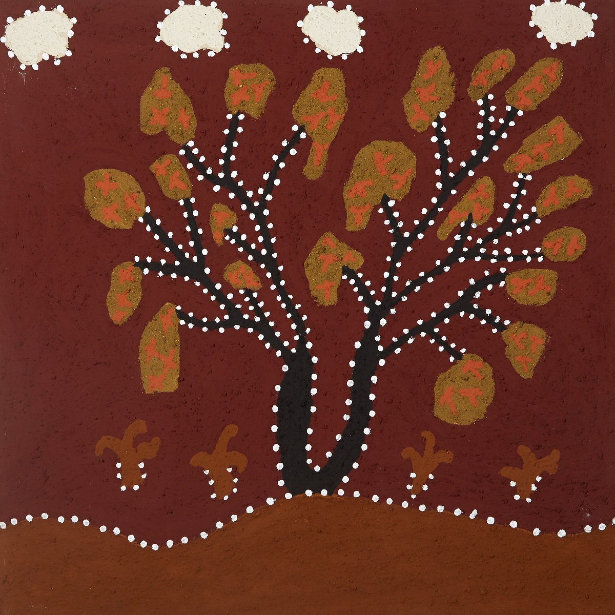 Wanyarriny (Bauhinia)