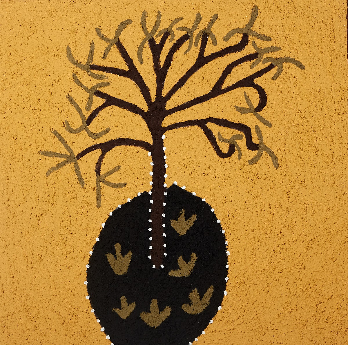 Joornjoornel (Vachellia species)