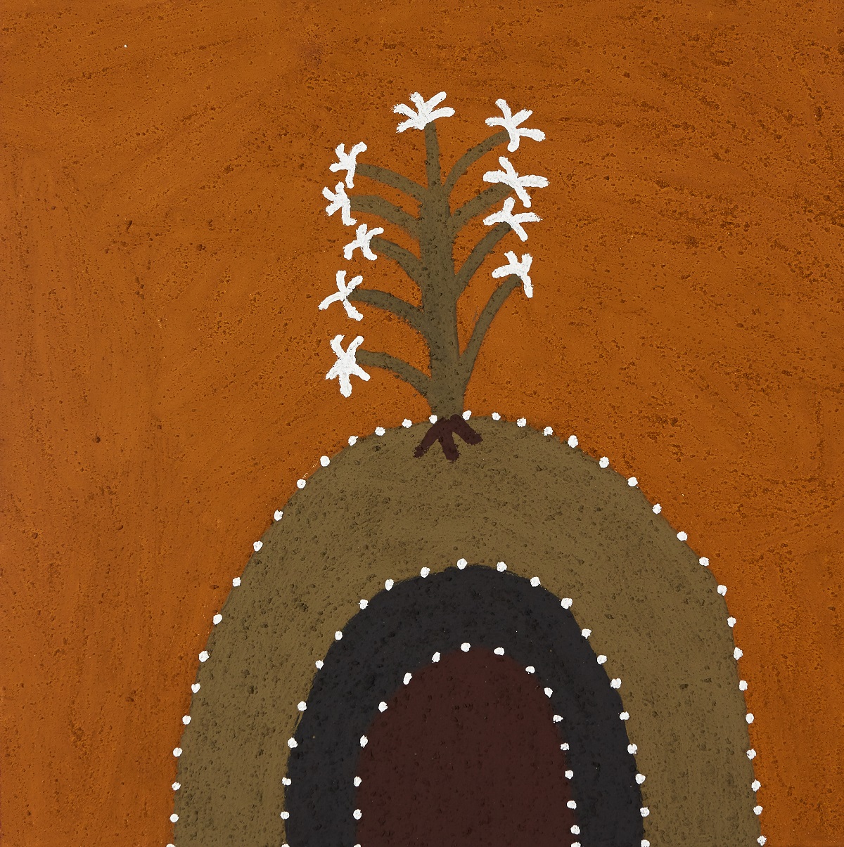 Baljanggarrji (White Lily)