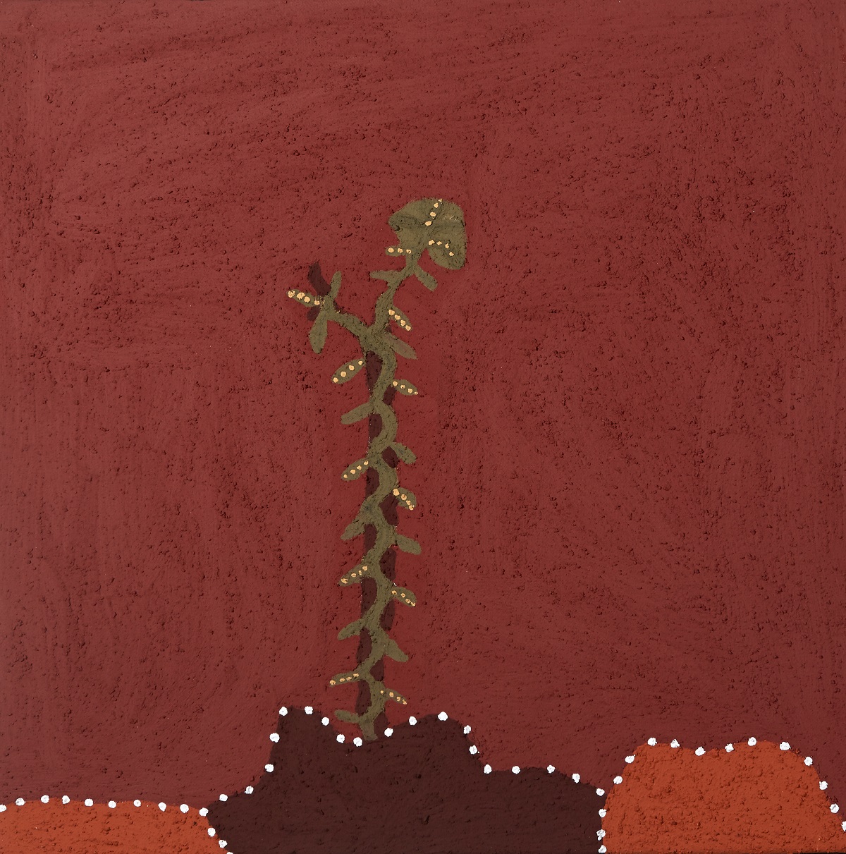 Goolibil (Bush Banana)