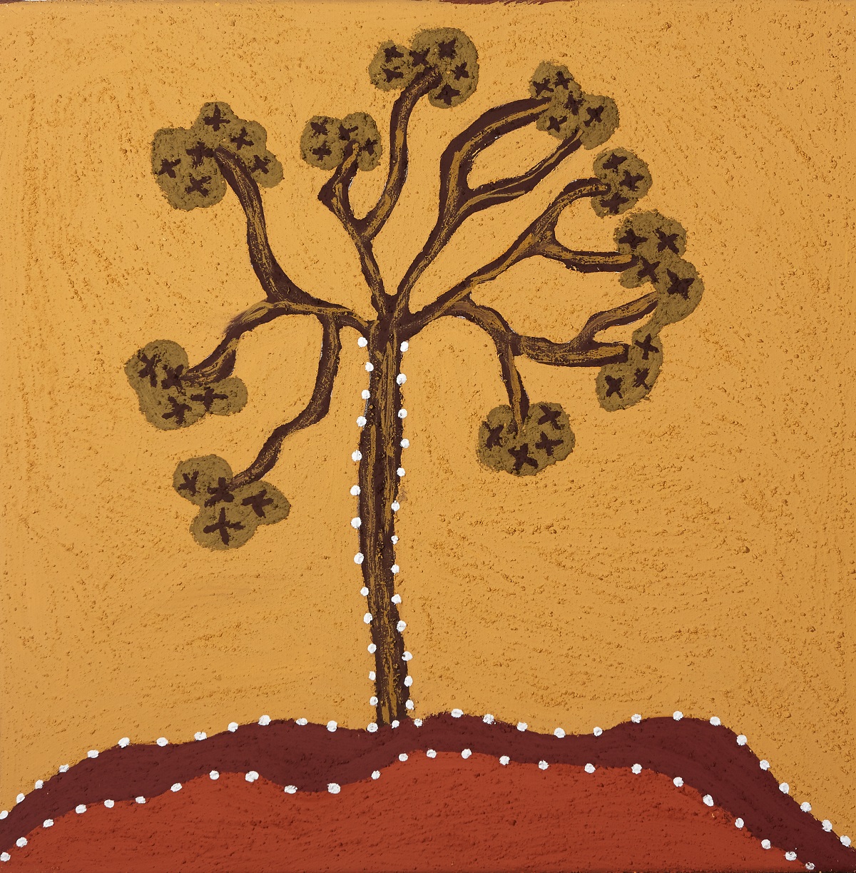 Werlalji (Kurrajong)