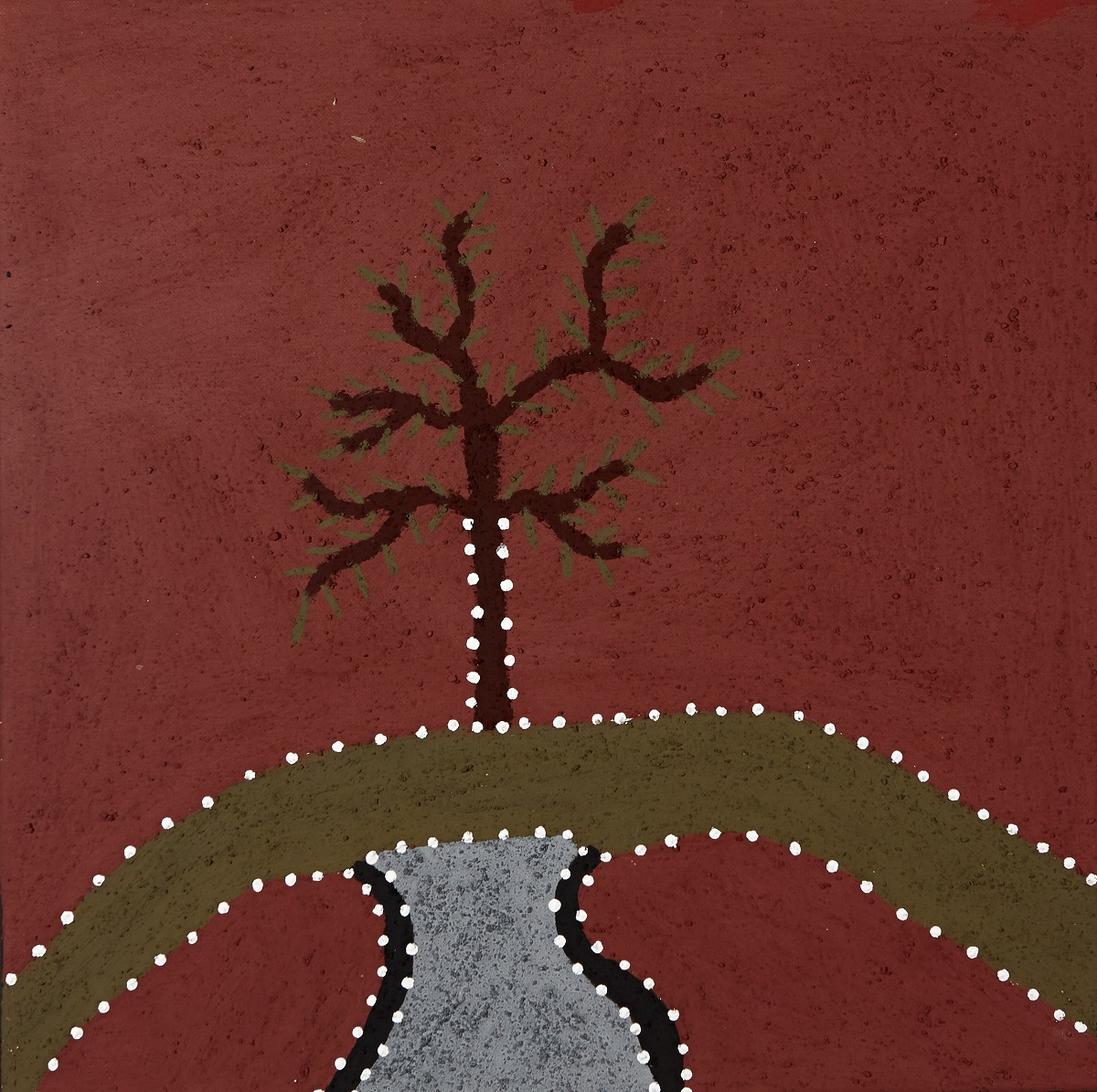 Birrindilinyji (Wattle species)