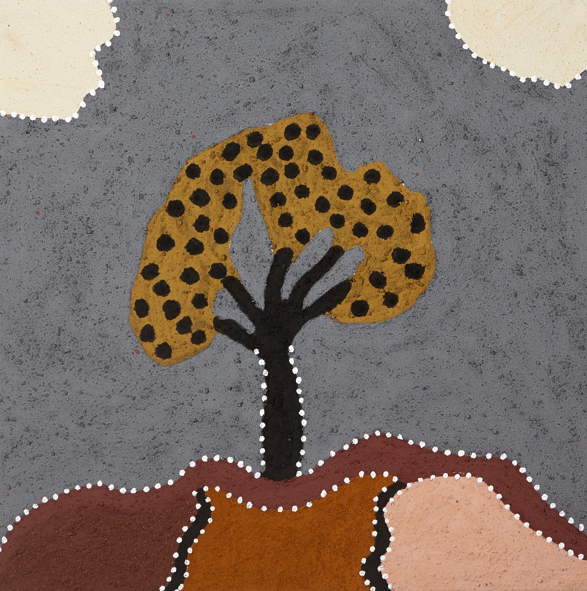 Gooweriny (Cypress Pine)